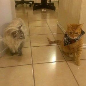 Meet your Posher, Leila